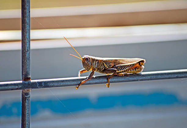 Close up look at a brownish yellow grasshopper framed by a silver wire fence. Bokeh.
