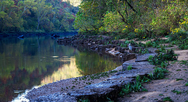 istock Great blue heron with fish along river edge 2225369646