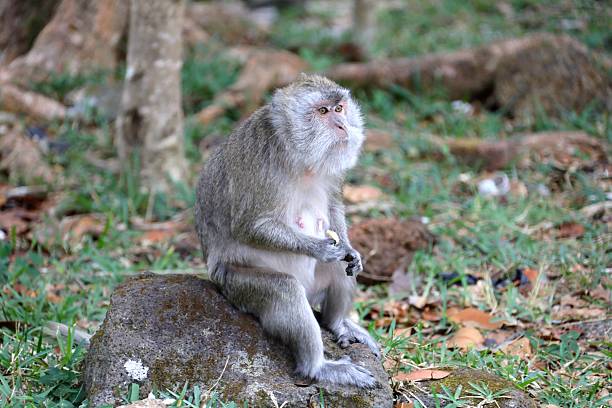 istock Long-tailed Macaque Sitting on a Rock in Tropical Forest 2225369894