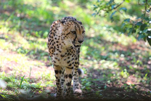 istock Cheetah Walking Gracefully Through Sunlit Forest Clearing 2225369896