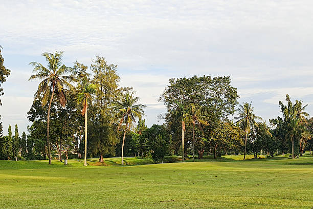 istock Tranquil Daytime Greenery Landscape with Coconut Trees and Lush Meadow 2225370765