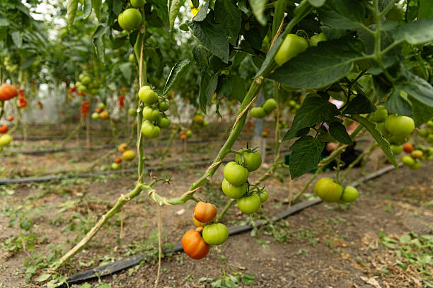 Focus on tomato growth in an organic dutch greenhouse