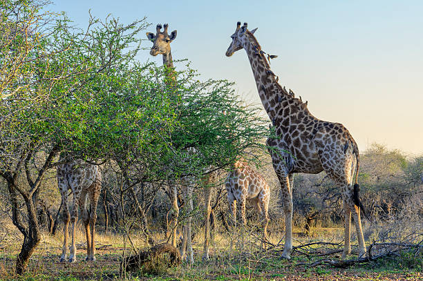 istock Giraffe (Giraffa camelopardalis) and Red-billed Oxpecker (Buphagus erythrorhynchus) 2225376210