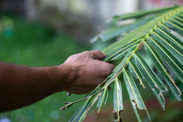 istock A man is holding tree leaves, and the background is blurred 2225379094