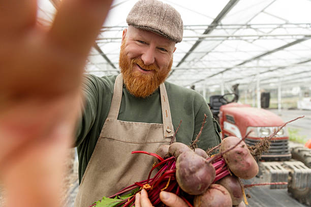 A senior redhead beetroot farmer in an organic dutch greenhouse