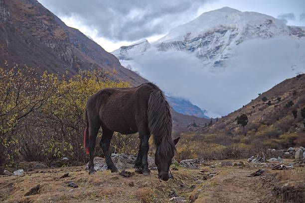 A lone black horse grazing grass with Mountain Jomolhari in the background in Bhutan during early evening.