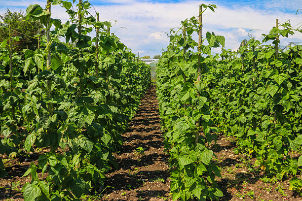 Climbing beans plants growing upright on supports in vegetable garden
