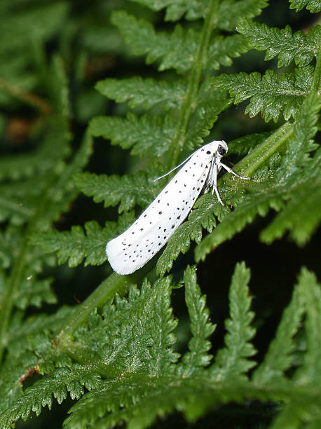 istock bird-cherry ermine Yponomeuta evonymella 2225385441