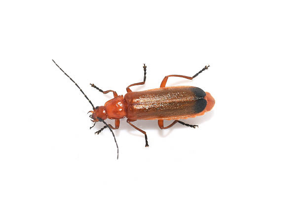 istock Common red soldier beetle Rhagonyncha fulva 2225385469