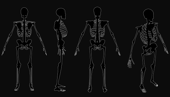 Skeleton Rows Example Four Human Skeletons Stand In A Row On A Black Background Showcasing ...