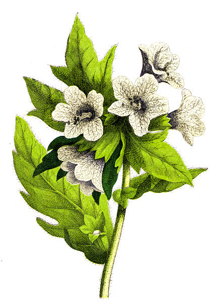 Original chromolithograph from Atlas d’histoire naturelle – Végétaux, published by J. F. Schreiber and based on the work of Moritz Willkomm with text by J. Groenland. The plate forms part of a series illustrating plant species for botanical study.