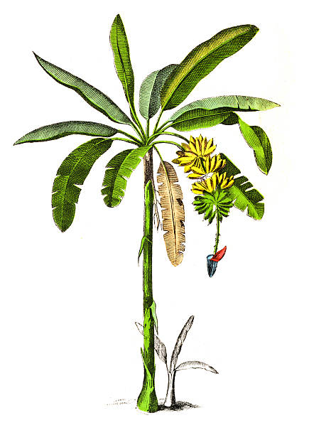 Original chromolithograph from Atlas d’histoire naturelle – Végétaux, published by J. F. Schreiber and based on the work of Moritz Willkomm with text by J. Groenland. The plate forms part of a series illustrating plant species for botanical study.