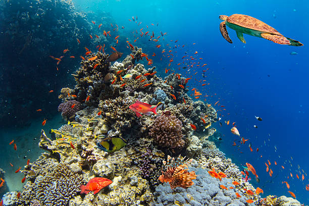 istock Underwater Tropical Corals Reef with colorful sea fish 2225391361
