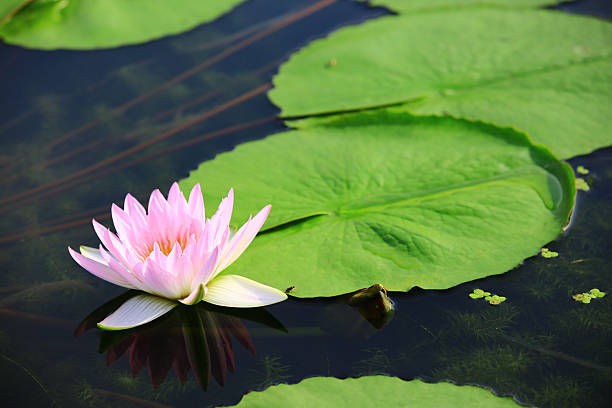istock pink Lotus flower with green leaves 2225391655