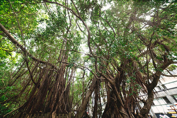 istock A Banyan tree at Beitou literally trail in Taipei wide shot low angle view 2225393506