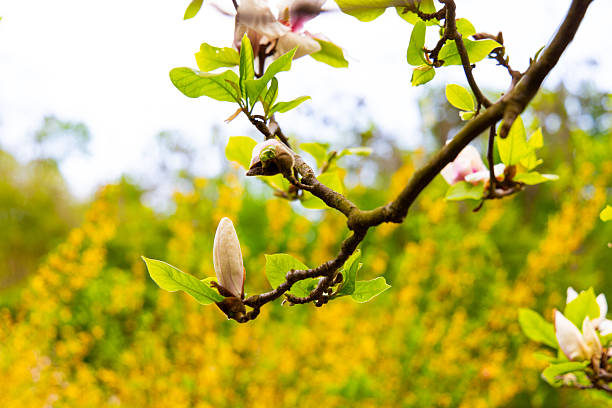 Magnolia branches display fresh buds and blossoms surrounded by bright yellow foliage during springtime.