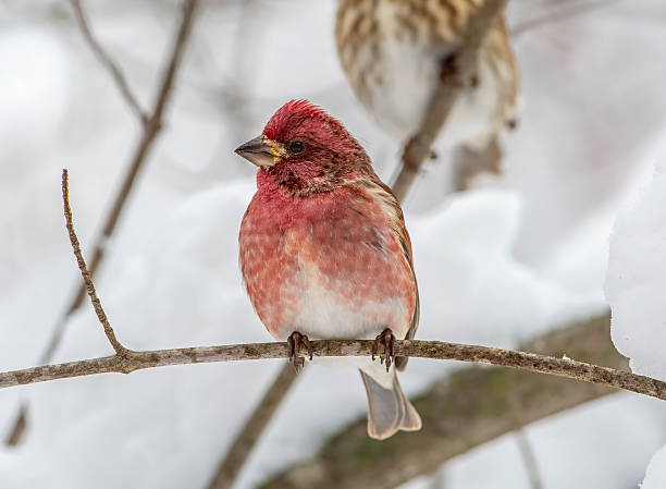 A beautiful male Purple Finch displaying its rosy colors perches on a bare branch in a Wisconsin winter woodland.