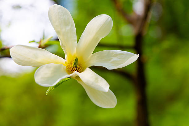 istock Beautiful magnolia flower blooming in spring with soft green background 2225393651