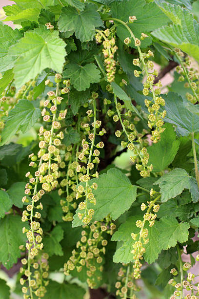 istock Red currants (Ribes rubrum) bloom in the garden in spring 2225393705