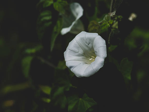 white flower in the forest