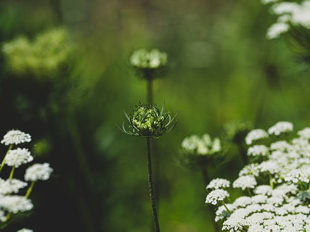 beautiful flowers in the nature