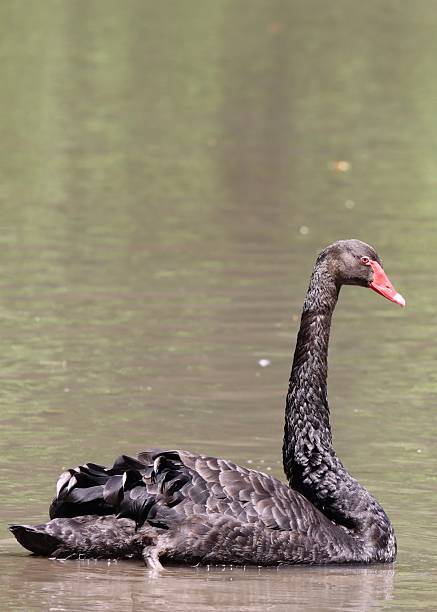 istock Black Swan on the lake 2225396537