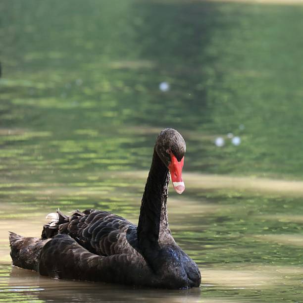 istock Black Swan on the lake 2225396654