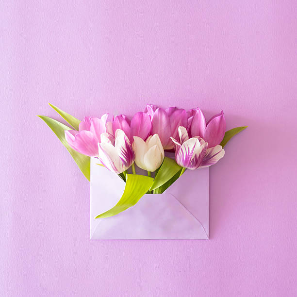 istock Bright purple evelope full of tulips with green leaves on a purple backround.Flat lay.Spring concept 2225399792