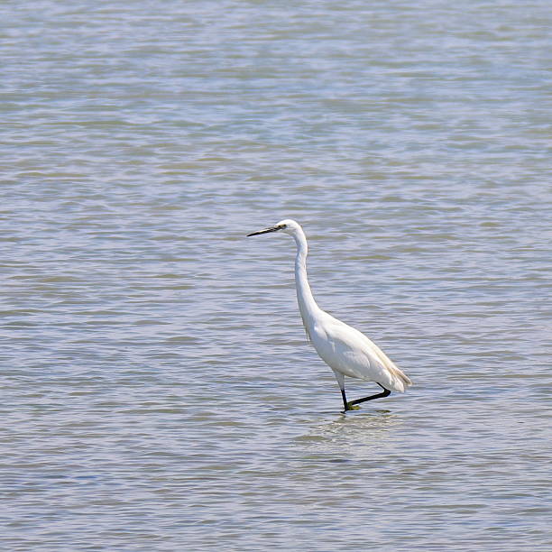istock A White Egret Standing in Shallow, Rippling Water at Low Tide 2225400486
