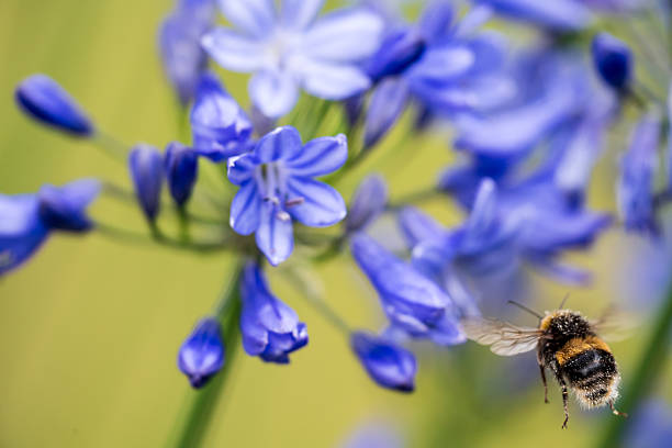 A White-tailed Bumblebee (Bombus lucorum) in flight gathering pollen and nectar on an purple Agapanthus plant in a garden.