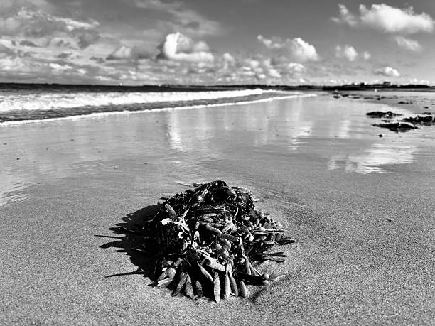 istock Seaweed on sand against cloudscape at Blyth in Northumberland 2225401845
