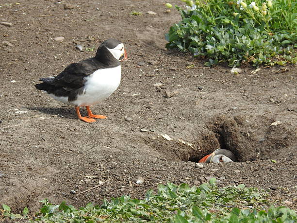 istock One Atlantic Puffin with just its head showing at the top of its underground burrow while a second Puffin is standing nearby 2225402432