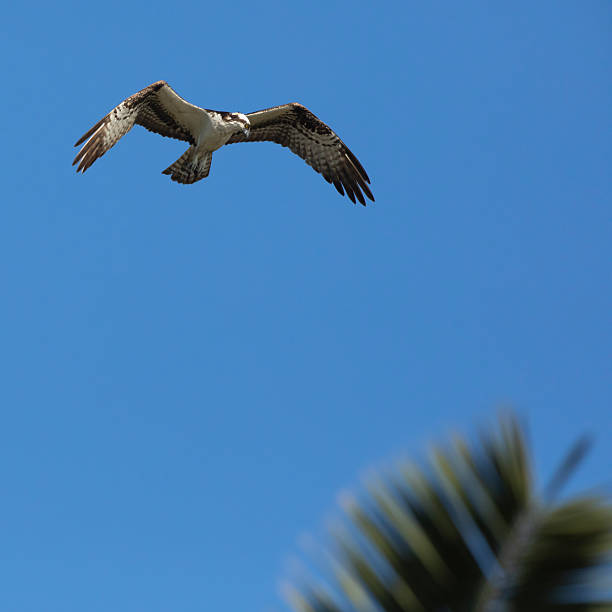 istock Osprey in Flight Against Clear Blue Sky 5 2225403025