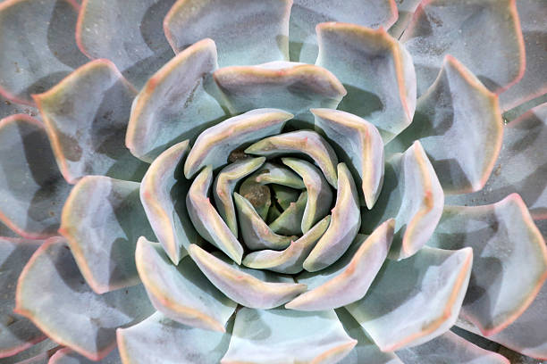 Silver grey rosette shaped Echeveria succulent plant. Natural organic abstract background, texture (glossy, satin, waxy) and geometric pattern