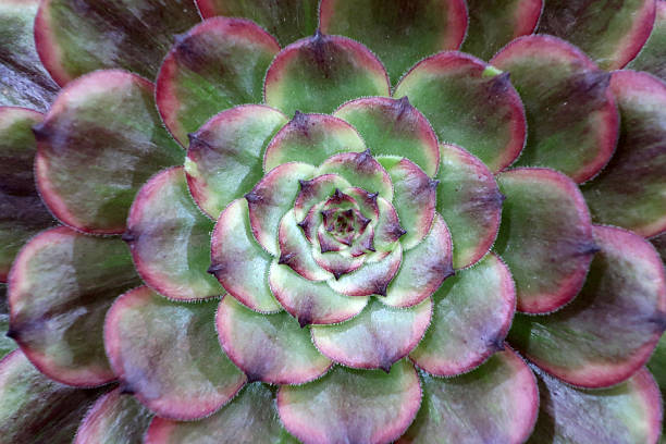 Rosette shaped purple green Aeonium succulent plant close up. Organic natural geometric abstract background texture and pattern