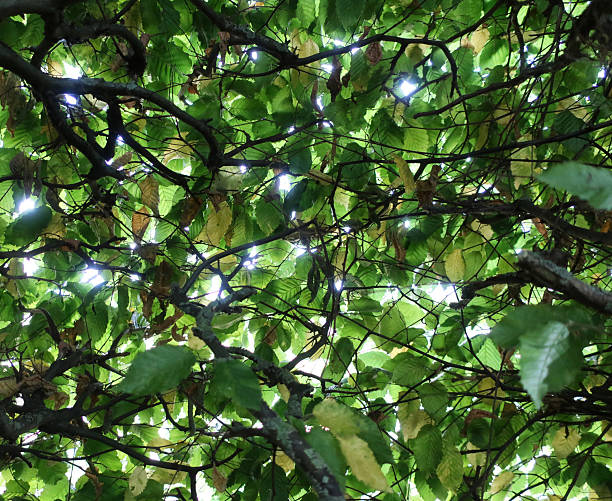 Transparent translucent hardy green Hornbeam bush, hedge or tree backlit by sunlight. Natural abstract background, random pattern and sun dappled light texture. Sunny summer day outdoors