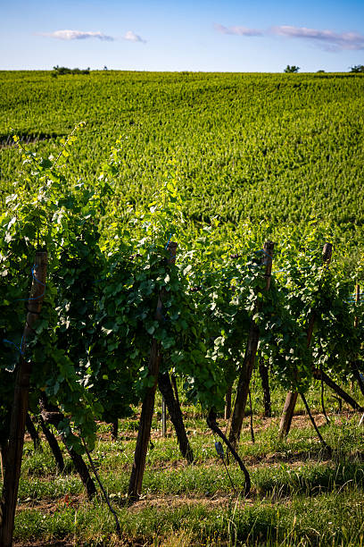 Vineyards in Alsace on the Route des Vins in Between Hunawihr, Riquewihr and Eguisheim