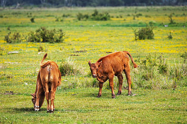 Two red calves living freely out in the fields all summer long. They're among the many beef cattle used for grazing at Kalvebod Fælled, a large public parkland with horses, sheep, cows, and a rich birdlife, located just 20 minutes from Copenhagen's City Hall Square.