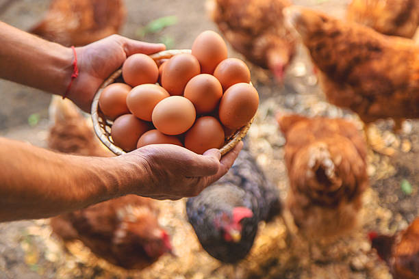 istock Homemade chicken eggs are held by a farmer in his hands. Selective focus. 2225405343