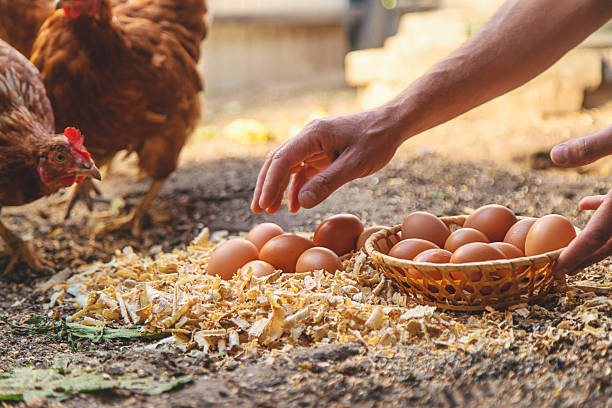 istock Homemade chicken eggs are held by a farmer in his hands. Selective focus. 2225405408