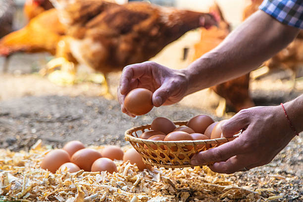 istock Homemade chicken eggs are held by a farmer in his hands. Selective focus. 2225405450