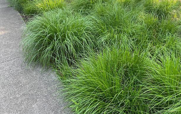 istock Ornamental Grasses in Garden 2225405629