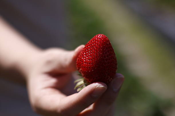 istock Fresh Strawberry Picked by Hand in Summer 2225408439