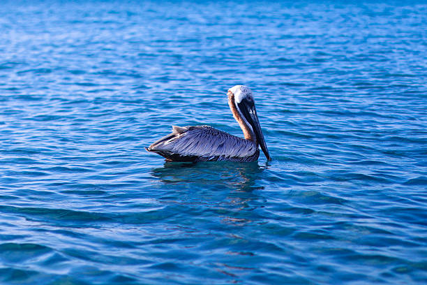 A serene image of a pelican resting on calm blue water under daylight. The natural lighting highlights the bird’s feathers and the tranquil water surface, making this image ideal for themes of wildlife, marine life, tranquility, and coastal ecosystems. Perfect for editorial use, travel blogs, nature publications, or conservation campaigns.