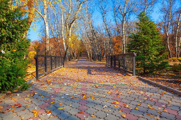 Autumnal pathway lined with colorful leaves. Paved walkway through a park, adorned with fallen autumn leaves