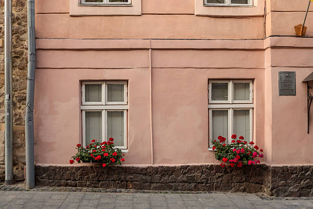 Pink building facade with two white-framed windows decorated with vibrant red and pink geranium flowers in stone planters, located in the historical center of Lviv, Ukraine/