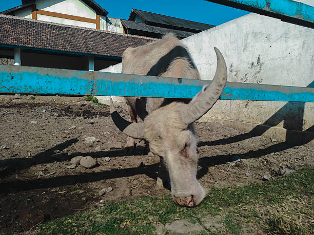 White buffalo eats grass greedily in the pen area
