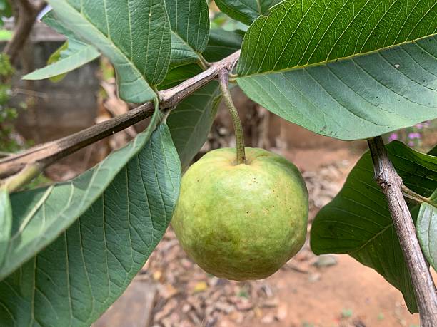 istock Fresh Green Guava Growing on Tree in Natural Garden Setting 2225416476