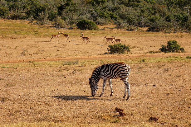 istock african zebra eating in addo national park 2225417576