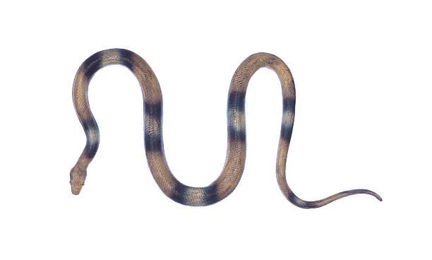 istock toy plastic poisonous snake isolated on white background 2225421669